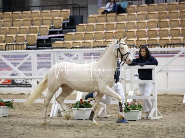 Impressionen Reitponys PSB Körung 4