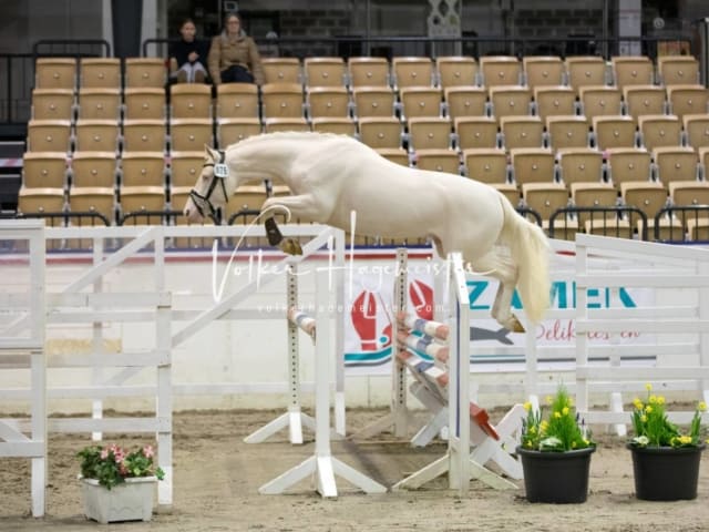 Impressionen Reitponys PSB Körung 5