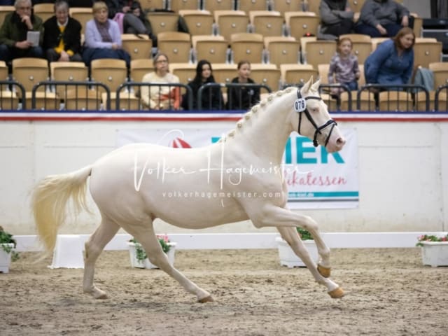 Impressionen Reitponys PSB Körung 6