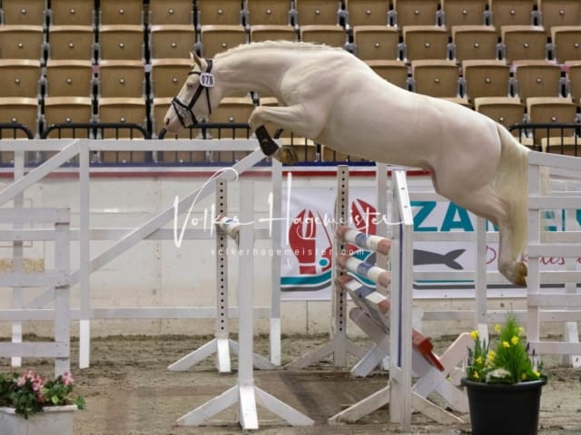 Impressionen Reitponys PSB Körung 8