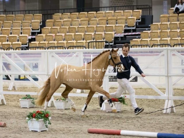Impressionen Reitponys PSB Körung 9