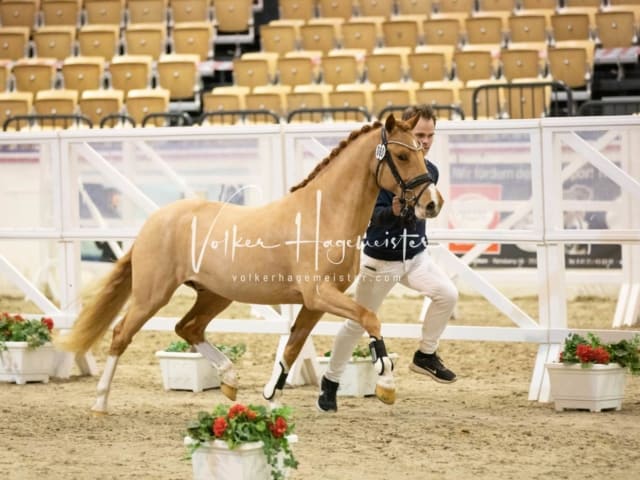 Impressionen Reitponys PSB Körung 10