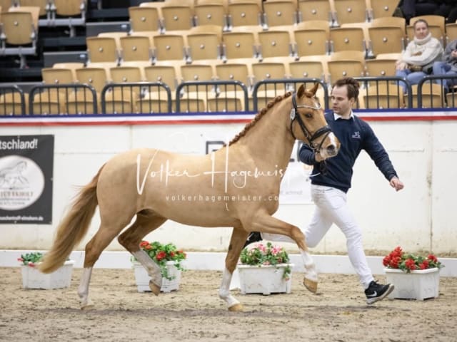 Impressionen Reitponys PSB Körung 12