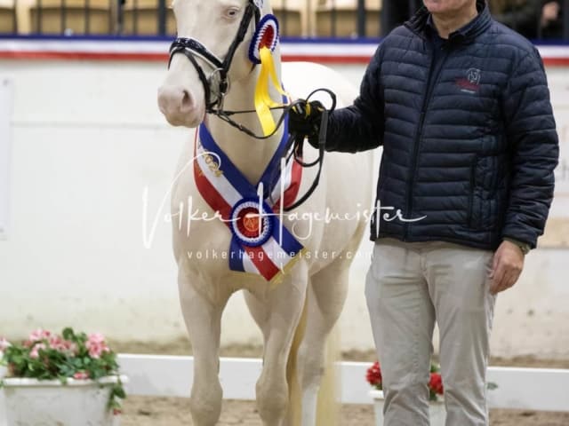 Impressionen Reitponys PSB Körung 13