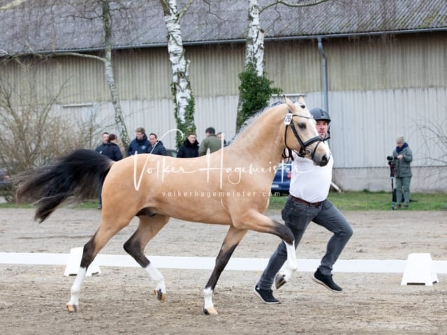 ZfdP Kranichstein Spezialrassen + Reitponys 13