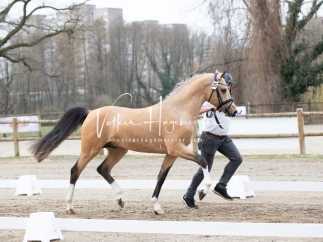 ZfdP Kranichstein Spezialrassen + Reitponys 14