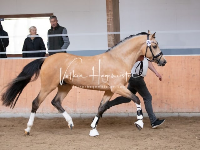 ZfdP Kranichstein Spezialrassen + Reitponys 15