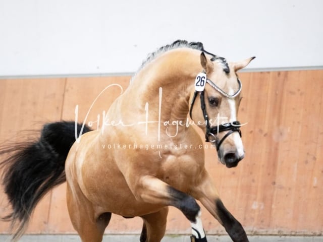 ZfdP Kranichstein Spezialrassen + Reitponys 16