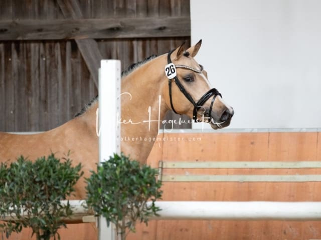 ZfdP Kranichstein Spezialrassen + Reitponys 17