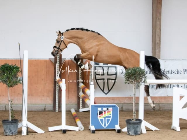 ZfdP Kranichstein Spezialrassen + Reitponys 18