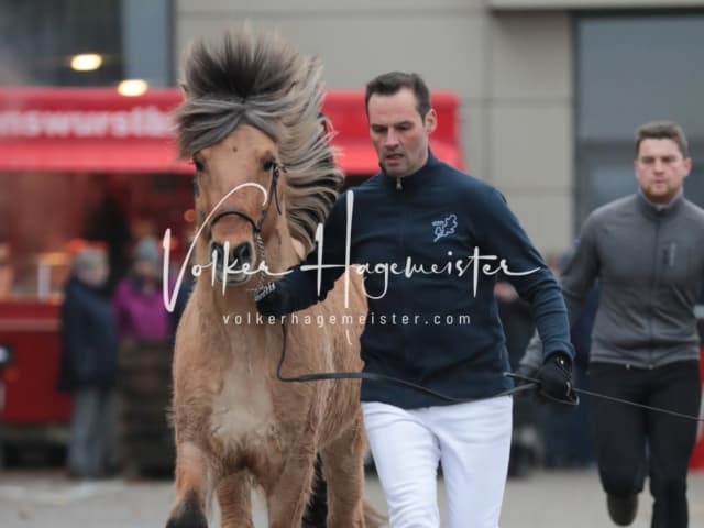 Hengste und Impressionen PSB Körung 2