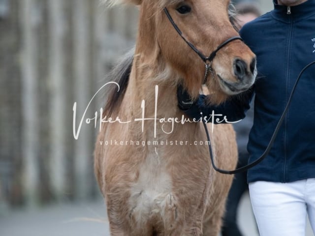 Hengste und Impressionen PSB Körung 3