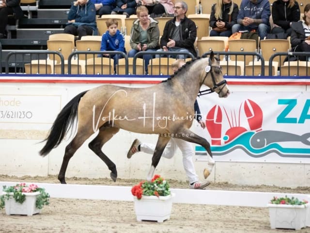 Hengste und Impressionen PSB Körung 4