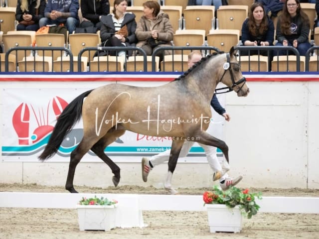 Impressionen Reitponys PSB Körung 15