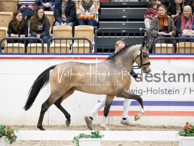 Impressionen Reitponys PSB Körung 16