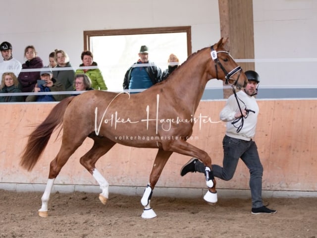 ZfdP Kranichstein Reitpferde 16