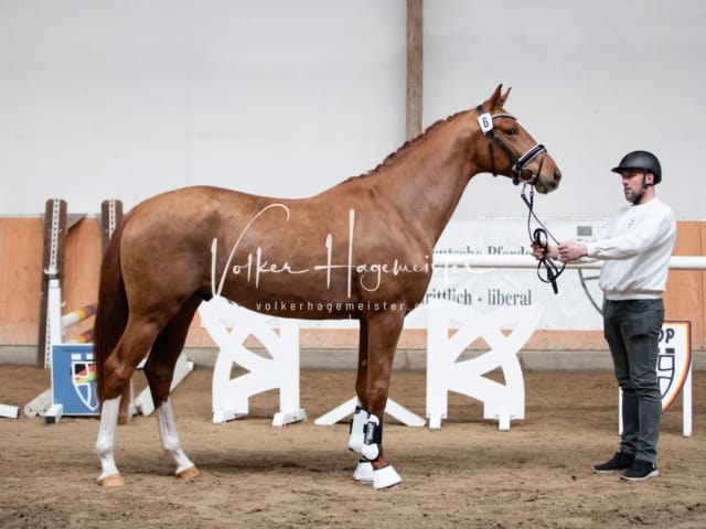 ZfdP Kranichstein Reitpferde 17