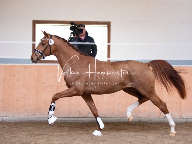 ZfdP Kranichstein Reitpferde 18