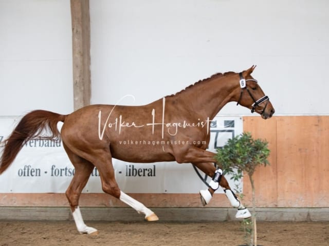 ZfdP Kranichstein Reitpferde 19