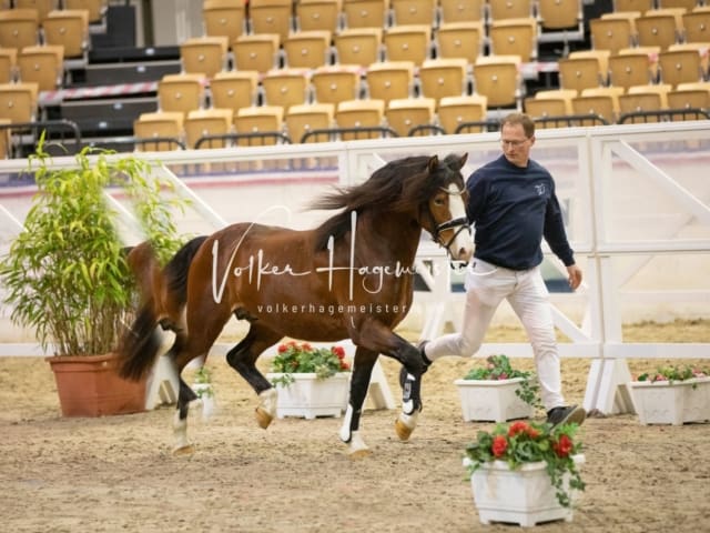 Hengste und Impressionen PSB Körung 7