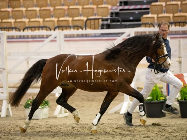 Hengste und Impressionen PSB Körung 8