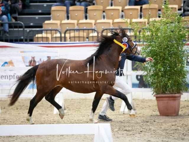 Hengste und Impressionen PSB Körung 9