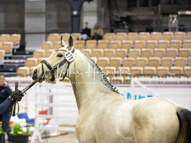 Impressionen Reitponys PSB Körung 17