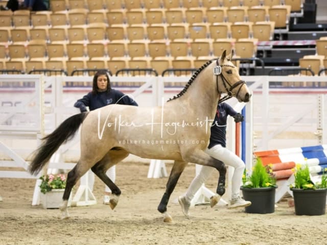 Impressionen Reitponys PSB Körung 18