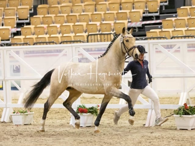 Impressionen Reitponys PSB Körung 19