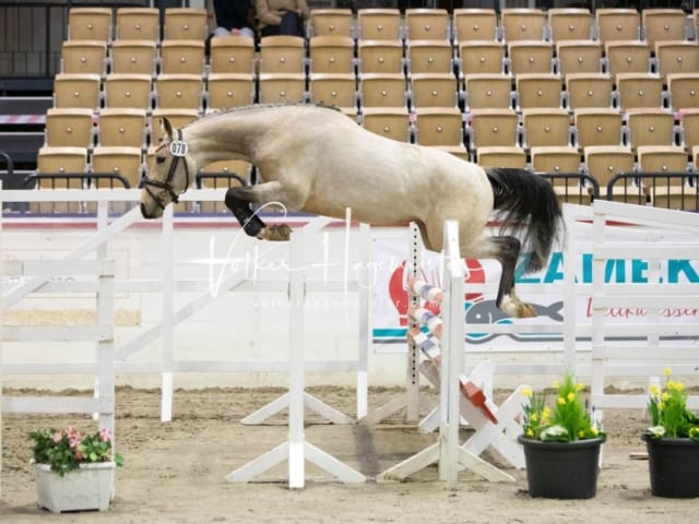 Impressionen Reitponys PSB Körung 20