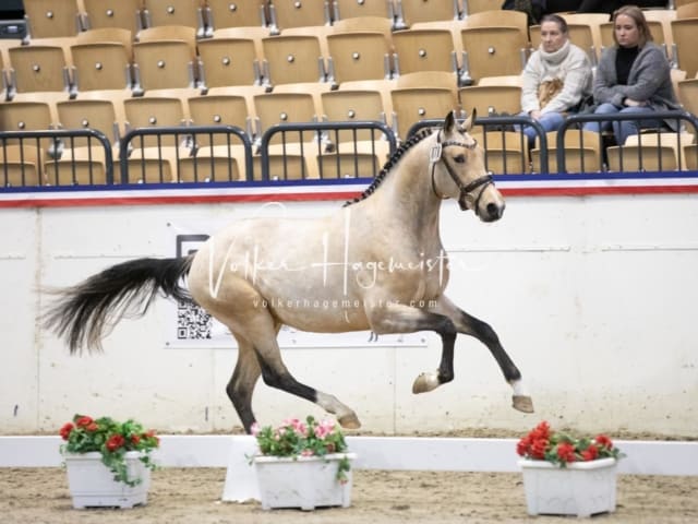 Impressionen Reitponys PSB Körung 21
