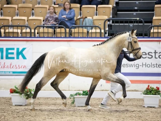 Impressionen Reitponys PSB Körung 22