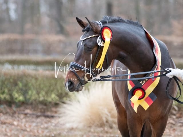 ZfdP Kranichstein Spezialrassen + Reitponys 28