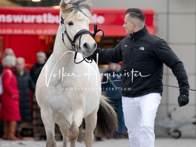 Hengste und Impressionen PSB Körung 10