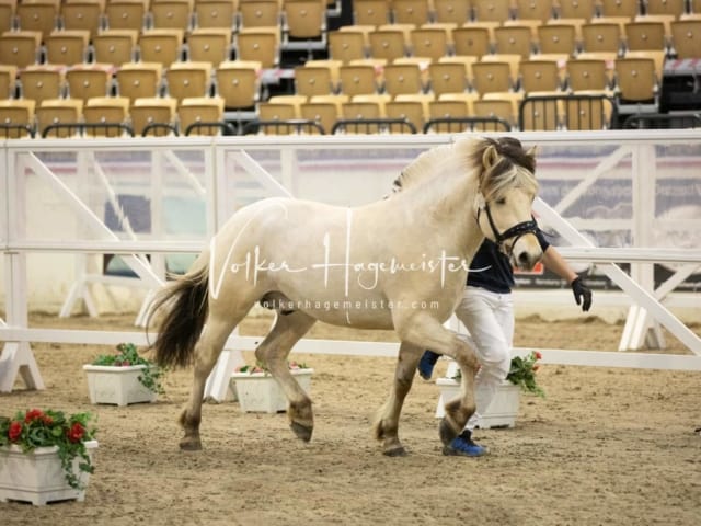 Anfragen PSB Körung 6