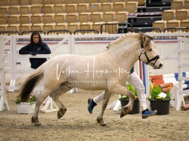 Anfragen PSB Körung 7