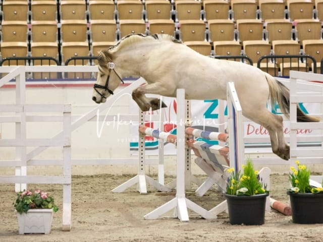 Hengste und Impressionen PSB Körung 14