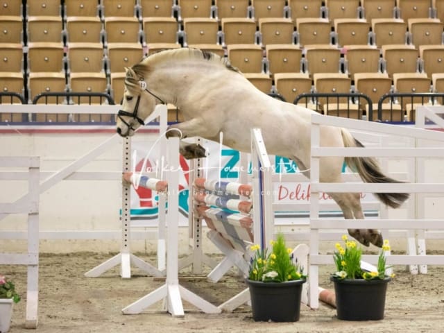 Hengste und Impressionen PSB Körung 15
