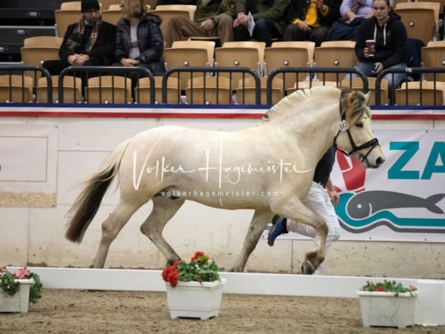 Hengste und Impressionen PSB Körung 16