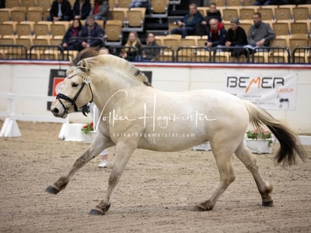 Hengste und Impressionen PSB Körung 17