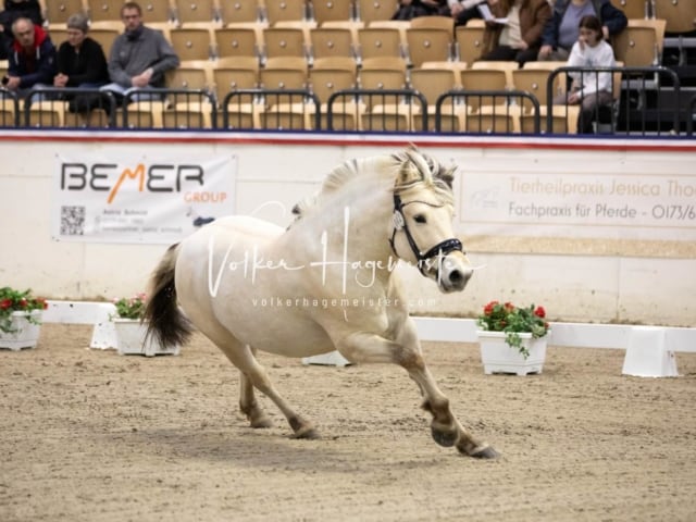 Hengste und Impressionen PSB Körung 18