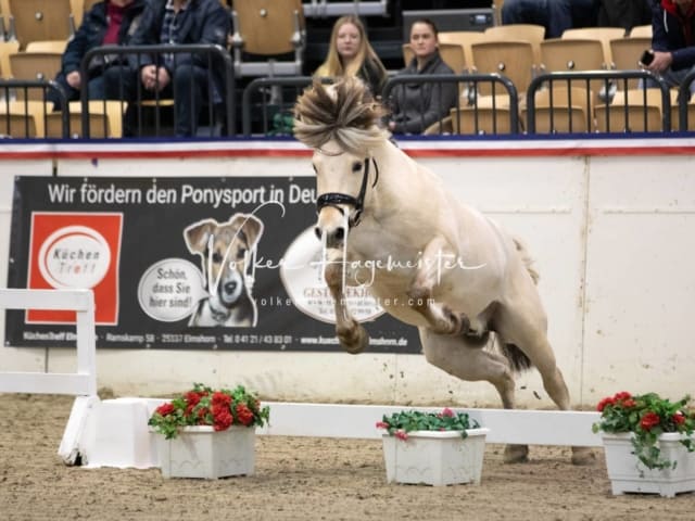 Hengste und Impressionen PSB Körung 19