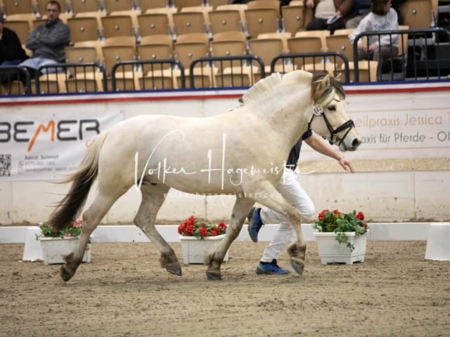 Anfragen PSB Körung 14