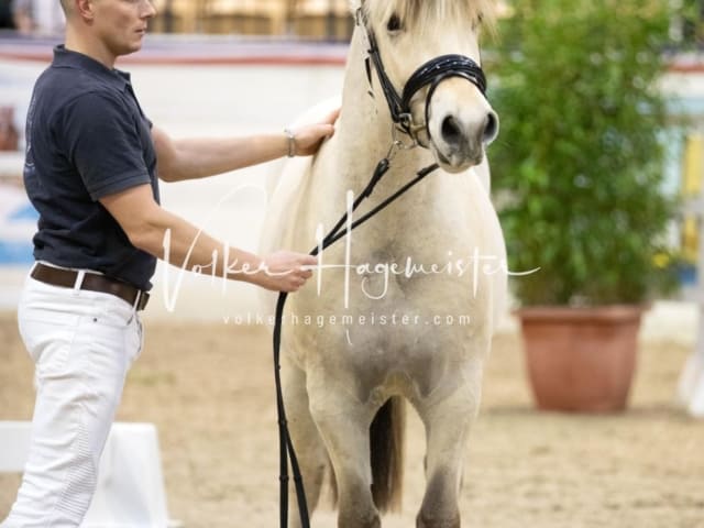 Hengste und Impressionen PSB Körung 22