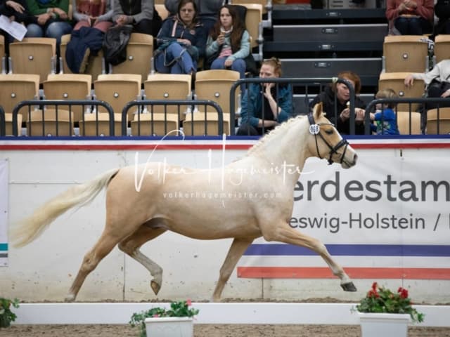 Impressionen Reitponys PSB Körung 23
