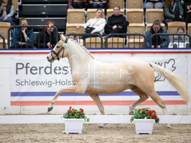 Impressionen Reitponys PSB Körung 24