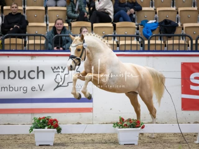 Impressionen Reitponys PSB Körung 25