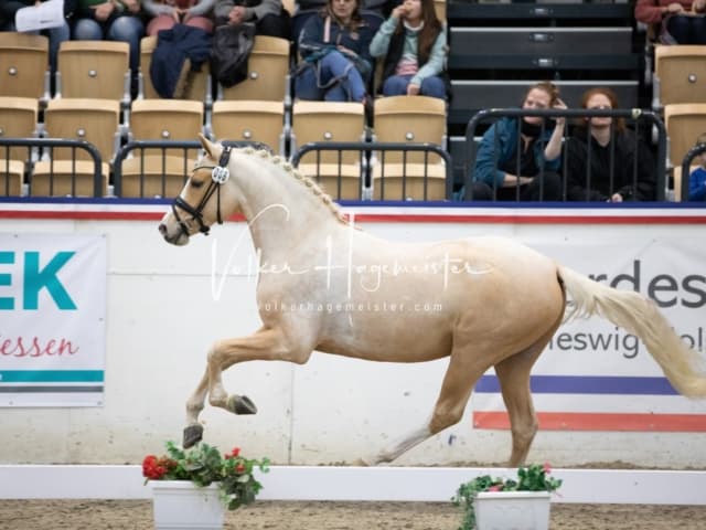 Impressionen Reitponys PSB Körung 26
