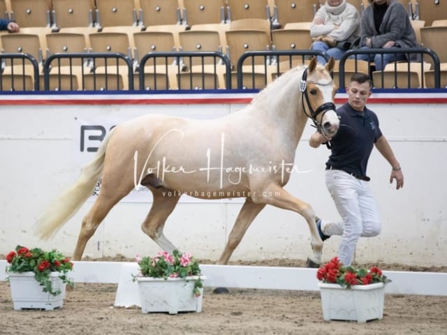 Impressionen Reitponys PSB Körung 27