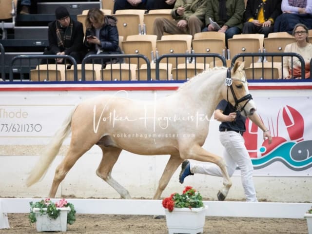 Impressionen Reitponys PSB Körung 28